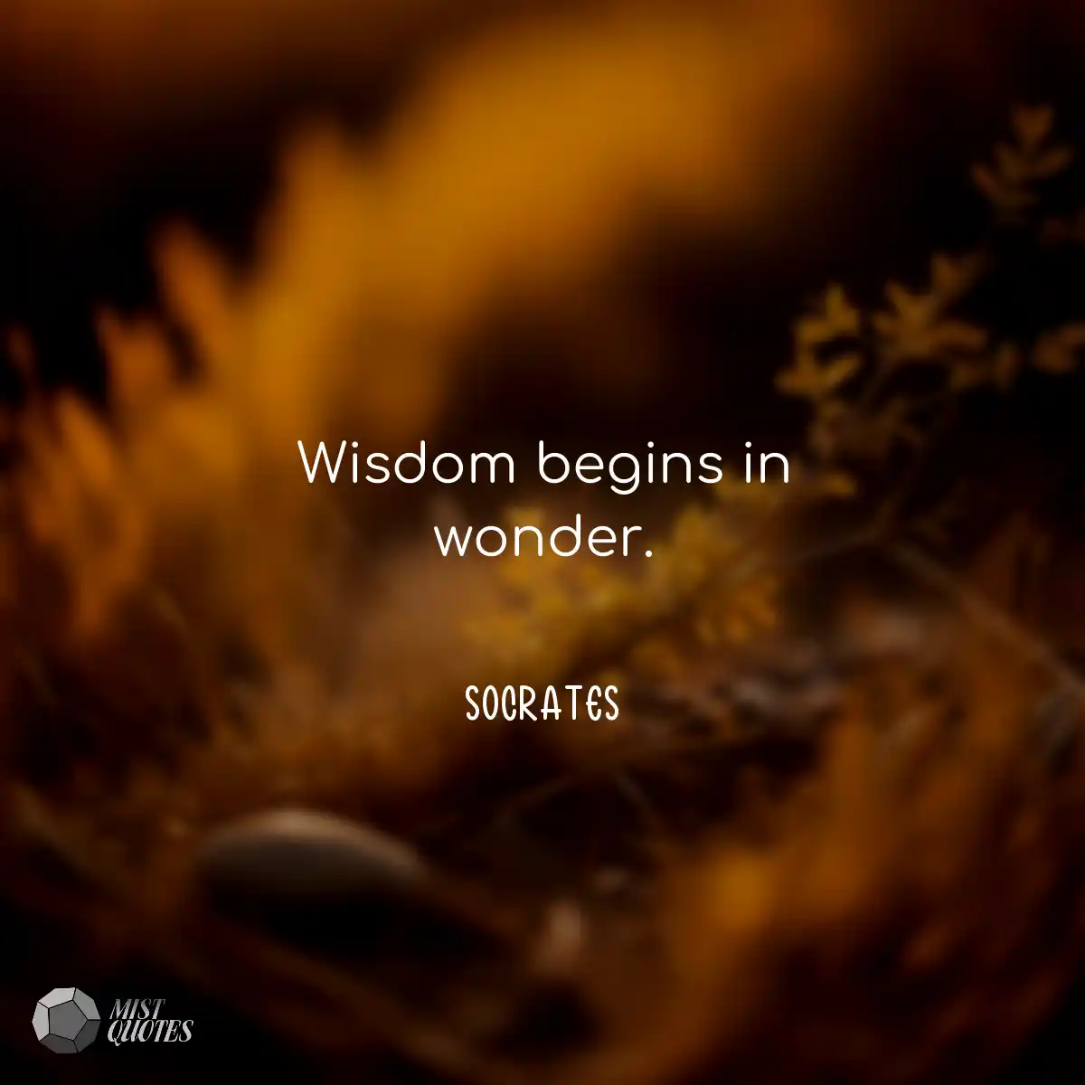Wisdom begins in wonder.