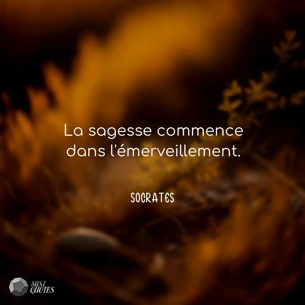 La sagesse commence dans l'émerveilleme