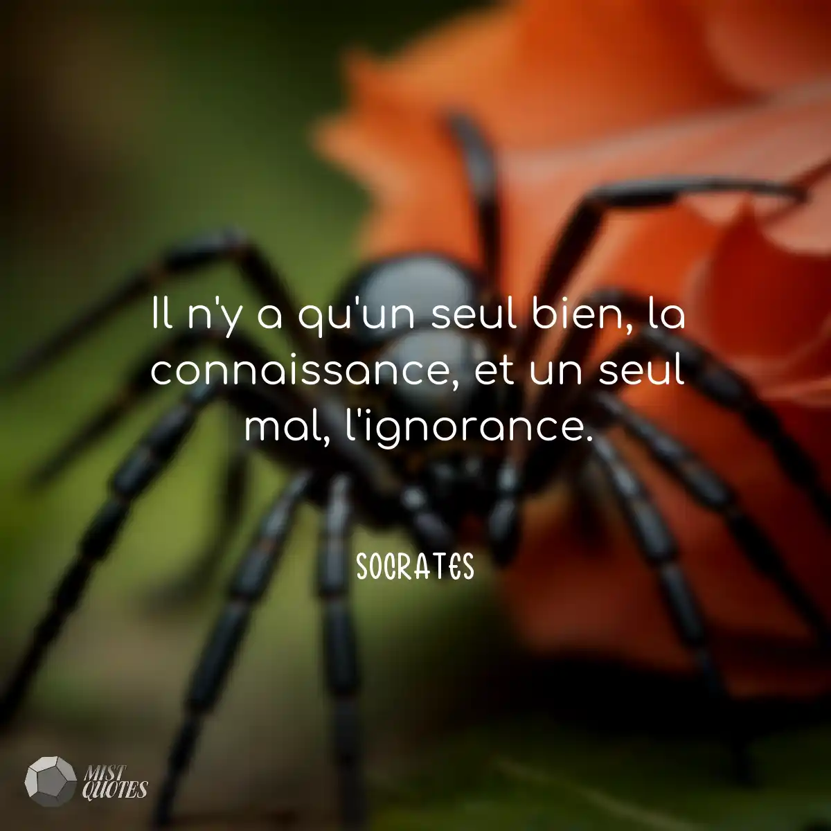 Il n'y a qu'un seul bien, la connaissanc